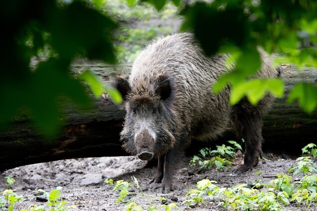 Sachsen will mehr Wildschweine abschießen lassen - Auf der Suche nach Futter bleiben Wildschweine nicht nur im Wald, sondern wagen sich auch in heimische Gärten vor.