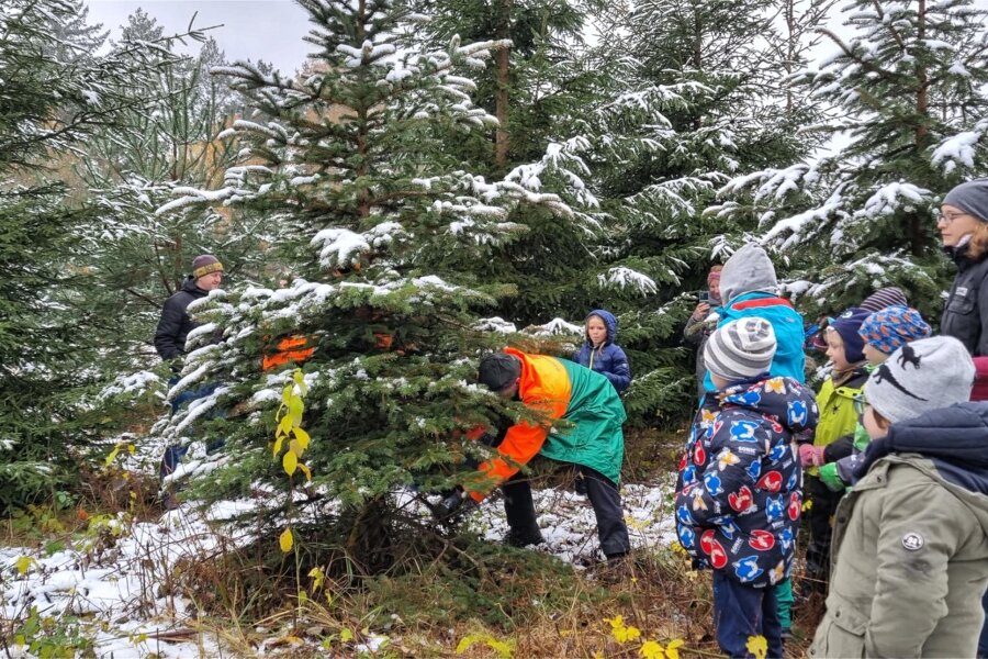 Sachsenforst bietet in Kottenheide wieder eine Weihnachtsbaumaktion an - Der Forstbezirk Adorf bietet in Kottenheide wieder eine Weihnachtsbaumaktion an.