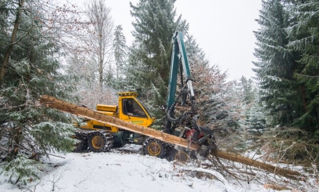 Die Firma Forstdienstleistungen Hegenbarth aus Cunersdorf ist mit den Fällarbeiten rund um die Talsperre Sosa beauftragt. 