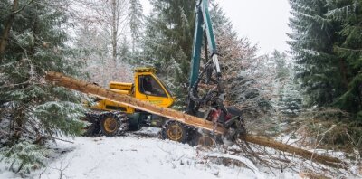 Sachsenforst verändert Wald um Talsperre Sosa - Die Firma Forstdienstleistungen Hegenbarth aus Cunersdorf ist mit den Fällarbeiten rund um die Talsperre Sosa beauftragt. 