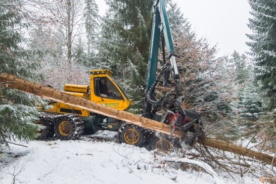 Sachsenforst verändert Wald um Talsperre Sosa - Die Firma Forstdienstleistungen Hegenbarth aus Cunersdorf ist mit den Fällarbeiten rund um die Talsperre Sosa beauftragt. 