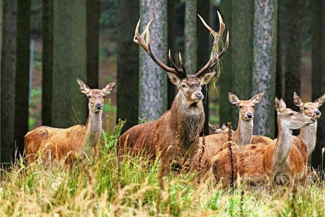 Sachsenforst will im Erzgebirge verstärkt Jagd auf Hirsche machen - Rothirsche auf einer Waldlichtung. Im Erzgebirge kocht ein alter Streit ums Rotwild wieder hoch. 