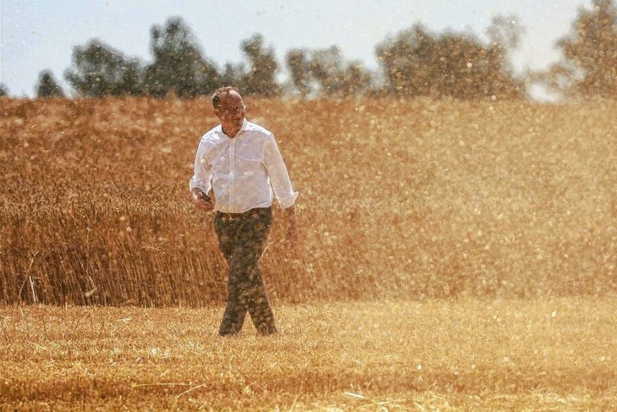 Sachsens Bauern stehen vor der teuersten Ernte aller Zeiten - Agrarminister Wolfram Günther geht bei Kitzscher durch Erntestaub über ein Feld mit Wintergerste. 