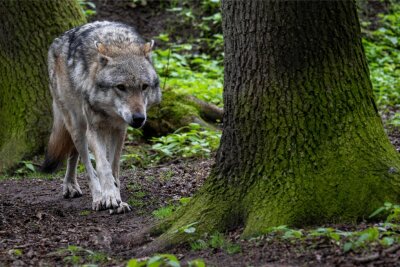 Sachsens Jäger wollen Wölfe schießen: "Wolfspolitik in Bund und Ländern ist gescheitert" - Ein Europäischer Grauwolf in einem Gehege in Niedersachsen. In freier Wildbahn brieten sich Wölfe in Sachsen immer mehr aus.