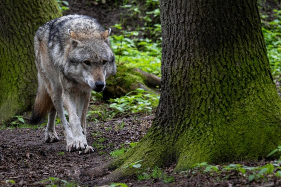 Sachsens Jäger wollen Wölfe schießen: "Wolfspolitik in Bund und Ländern ist gescheitert" - Ein Europäischer Grauwolf in einem Gehege in Niedersachsen. In freier Wildbahn brieten sich Wölfe in Sachsen immer mehr aus.