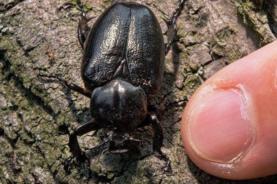 Sachsens natürliche Schätze: Der Käfer, der Baustellen stoppt - Der Eremit spielt unter den 4500 Käferarten in Sachsen eine besondere Rolle. Er wird von der EU geschützt.
