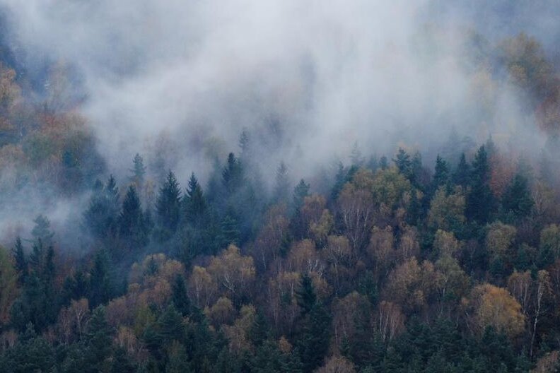 Sachsens Wälder weiter in gutem Zustand - Auch Sachsens Wälder müssen sich wappnen.