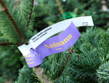 Sachsens Weihnachtsbäume nur selten aus heimischen Wäldern - Der Deutschen liebster Baum: die Nordmanntanne. 