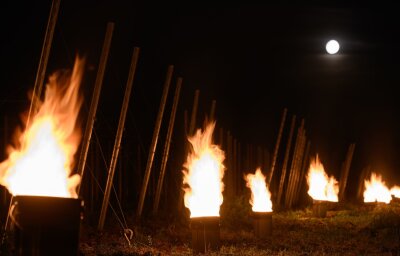 Sachsens Weinbauer nach Minusgraden: "Ernte 2024 größtenteils passé" - Zahlreiche kleine kontrollierte Feuer brennen in einem Weinberg.