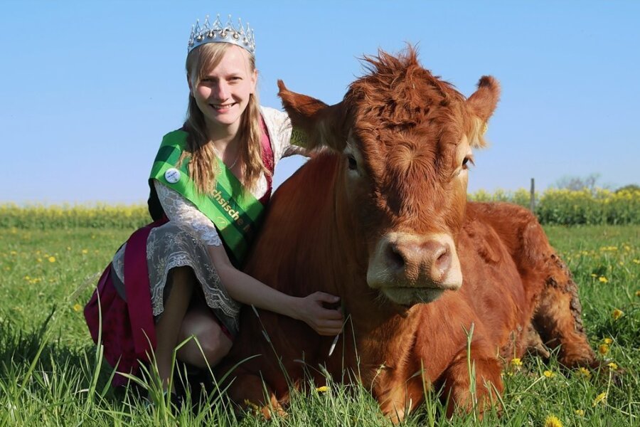 Sächsische Milchkönigin kommt aus dem Vogtland - Sandra Hartenstein aus Helmsgrün mit einem Limousin-Rind aus der Herde der Eltern. 