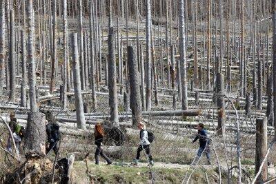 Sächsische Schweiz: Wirkt Totholz im Wald als Brandbeschleuniger? - Blick auf Totholz auf dem Brocken.
