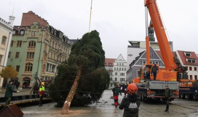 Sächsische Waldkönigin bringt den Weihnachtsbaum nach Zwickau - 