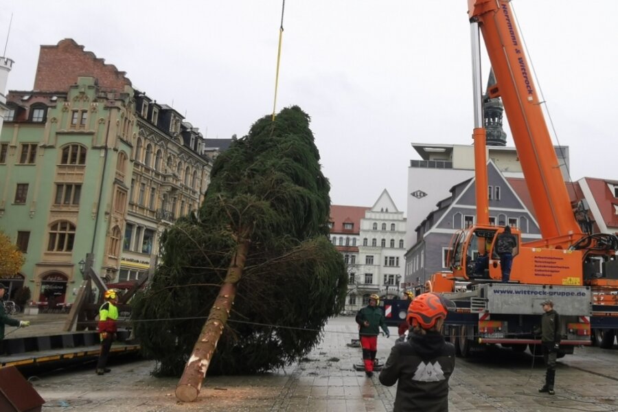 Sächsische Waldkönigin bringt den Weihnachtsbaum nach Zwickau 