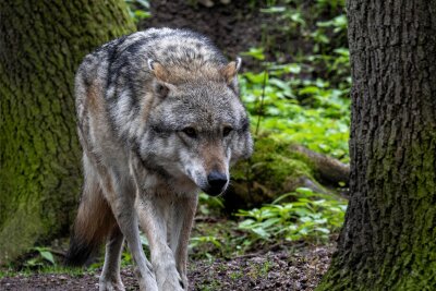 Sächsischer Bauernverband schlägt Alarm: Ein Fünftel mehr Wolfsrisse als 2022 vorausgesagt - Seit Jahren ein Dauerthema: Der Umgang mit dem Wolf. Nun soll der Abschuss erleichtert werden. 