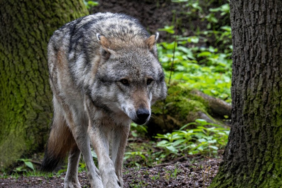 Sächsischer Bauernverband schlägt Alarm: Ein Fünftel mehr Wolfsrisse als 2022 vorausgesagt - Seit Jahren ein Dauerthema: Der Umgang mit dem Wolf. Nun soll der Abschuss erleichtert werden. 