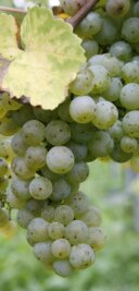 Sächsischer Chardonnay begeistert die Weinkritiker - Aus Chardonnay-Trauben machen auch sächsische Winzer exzellente Tropfen. 