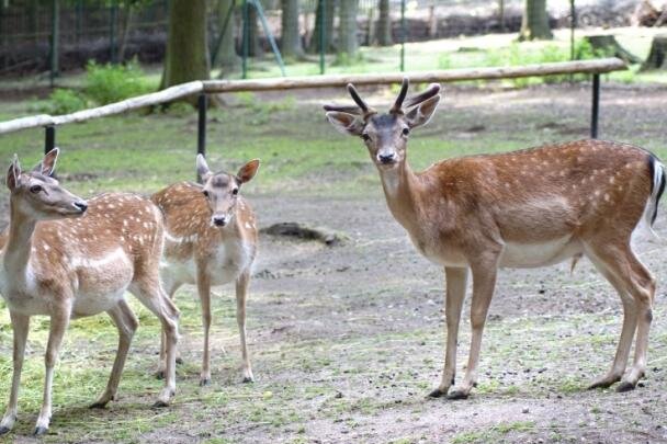 Sahnpark: Stadt kümmert sich selbst um die Tiere - Die Stadt Crimmitschau will sich künftig wieder selbst um das Tiergehege im Sahnpark kümmern.