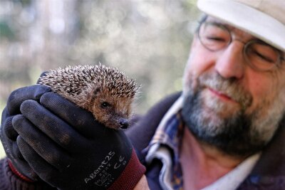 Saisonstart in der Naturschutzstation mit gerade erwachten Igeln - Tobias Rietzsch mit einem der kürzlich aus dem Winterschlaf erwachten Igel.