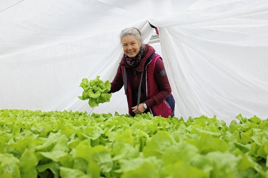 Kathrin Ziegengeist zieht in ihrer Zwickauer Gärtnerei nun auch Salat, Mangold und Petersilien. 