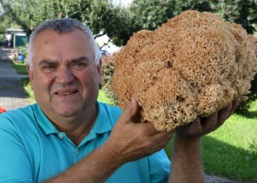 Sammler entdeckt Riesen-Pilz im Wald bei Zwönitz - Diese 3,4 Kilogramm schwere Krause Glucke, einen heimischen Speisepilz, entdeckte Bernd Rößler im Wald bei Zwönitz. 