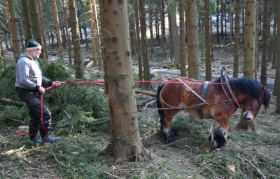 Sanfte "Rückemaschinen" in Neudorf bringen Holz schonend aus dem Wald - Lukas Meinhold transportiert mit einem Kaltblüter Holz vom Hang am Wiesenweg. 
