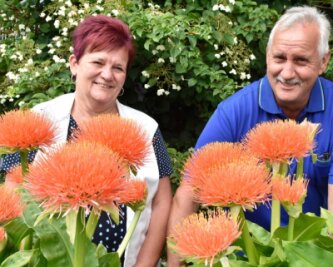 Sattes Orange: Blutblumen sind Blickfang in Adorfer Garten - Ute und Ullrich Knoll in Adorf sind stolz auf ihre Garten-Exoten: Blutblumen aus Südafrika. 