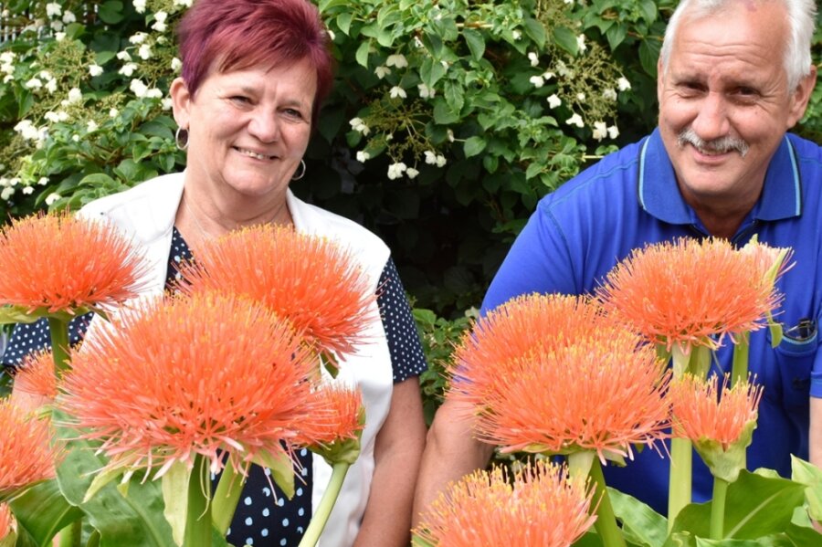 Sattes Orange: Blutblumen sind Blickfang in Adorfer Garten - Ute und Ullrich Knoll in Adorf sind stolz auf ihre Garten-Exoten: Blutblumen aus Südafrika. 