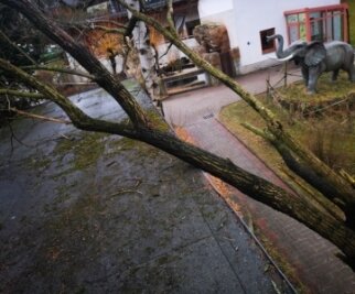 Schäden in Auer Zoo - Forst spricht Warnung aus - Ein Baum stürzte im Auer Zoo auf ein Gehege. 