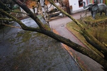 Schäden in Auer Zoo - Forst spricht Warnung aus - Ein Baum stürzte im Auer Zoo auf ein Gehege. 