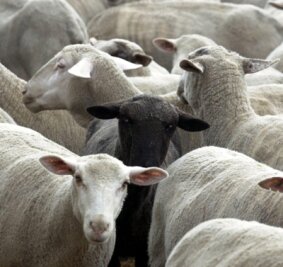 Schäferei will mit 1500 Schafen durch Wechselburg ziehen - Jede Menge Schafe könnten demnächst durch Wechselburg ziehen.