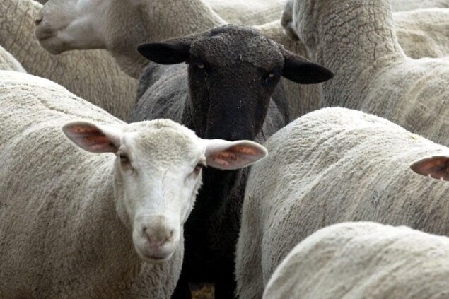 Schäferei will mit 1500 Schafen durch Wechselburg ziehen - Jede Menge Schafe könnten demnächst durch Wechselburg ziehen.