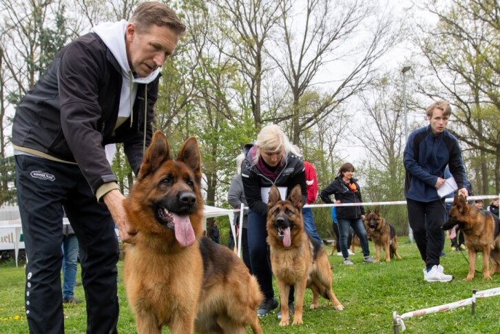 Die Besten der besten Zuchtschäferhunde hatten am Sonntag in Plauen ihren Auftritt bei einer Zucht- und Nachwuchsschau.