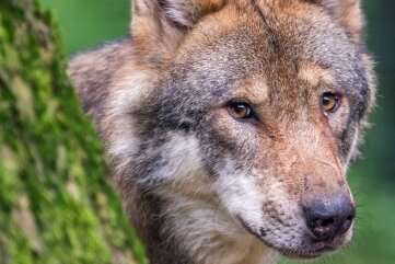 Schaf getötet: Streifen Wölfe bei Deutschneudorf umher? - Ein Wolf soll ein Schaf in Deutschneudorf gerissen haben. 