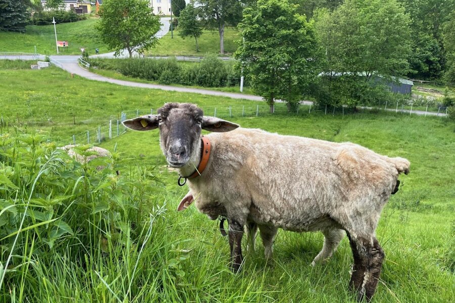 Schaf mitten in einem Dorf im Erzgebirge gerissen: War es ein Wolf? - Mehrere Schafe von Hans-Hartwig Clauß stehen auf einer Weidefläche in Mildenau. Eines seiner Jungtiere ist im Mai gerissen worden, ein Gutachter war vor Ort.
