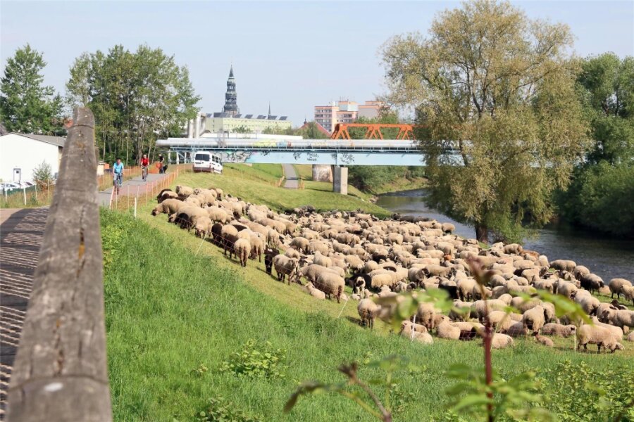 Schaf stürzt in Zwickauer Mulde - Schafe stehen oft dicht an der Zwickauer Mulde.