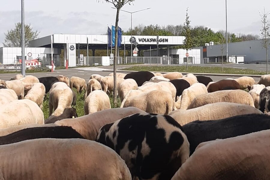 Schafe statt Bienen: VW in Zwickau tauscht die Tierart aus - Die Schafherde ist regelmäßig auf dem Gelände am Tor Süd nahe der Moseler Allee zu sehen.