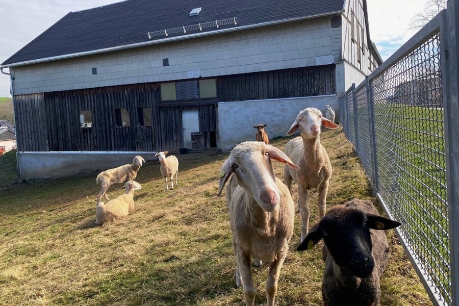 Blick in eines der Gehege des Tierheims Unterheinsdorf. Von den etwa 50 geretteten Schafen bekommen die älteren Tiere nun ihr Gnadenbrot auf dem Hof. 