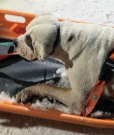 Schicksal der fast erfrorenen Hündin ist ungewiss - Die elfjährige Bulldog-Hündin ist aus einer Notlage gerettet worden.