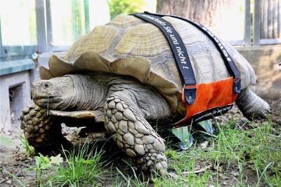 Schildkröte Helmuth jetzt mit Gehhilfe auf Tour - Die Spornschildkröte Helmut krabbelt mit seinem Spezial-Rollbrett durch das Freigehege der Zoom-Erlebniswelt. 