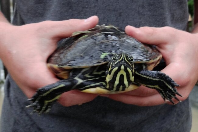 Diese Schildkröte wurde bereits im Vogtland gefunden. 