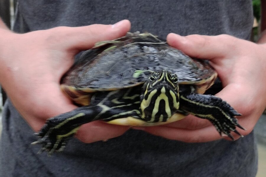 Schildkröten bedrohen Wasservögel im Vogtland - Diese Schildkröte wurde bereits im Vogtland gefunden. 