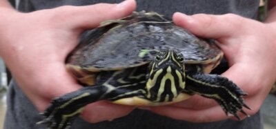 Schildkröten bedrohen Wasservögel - Schildkröten wie diese wurden bereits an Gewässern im Vogtland gefunden. 