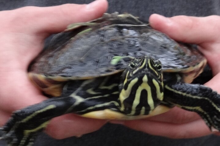 Schildkröten bedrohen Wasservögel - Schildkröten wie diese wurden bereits an Gewässern im Vogtland gefunden. 