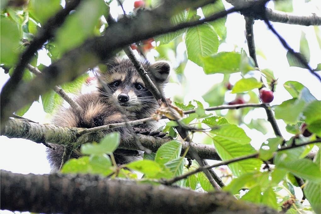 Schlafen und Kirschen futtern Wie ein Waschbär in Mulda den Garten einer Familie kapert