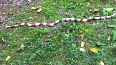 Schlange im Zeisigwald sorgt für Feuerwehreinsatz - Dieses Tier war am Dienstag im Zeisigwald unterwegs.