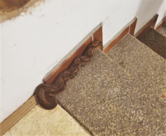 Schlangen in Görlitzer Treppenhaus ausgesetzt: Polizei muss Tiere einfangen - 
