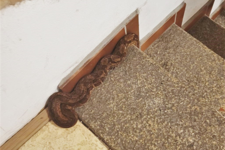 Schlangen in Görlitzer Treppenhaus ausgesetzt: Polizei muss Tiere einfangen