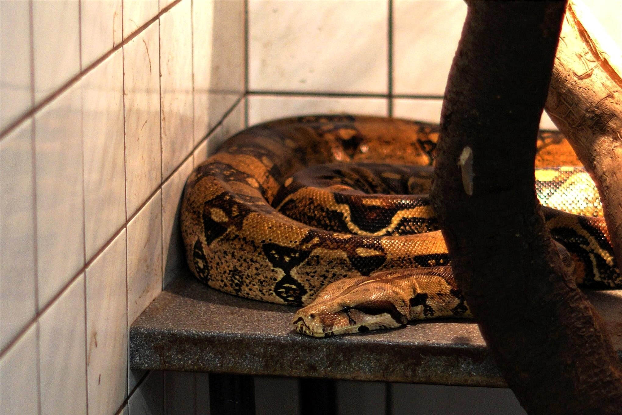 ROMISBABA Schildkröten Skateboard - Mini Board Für Reptilien & Papageien