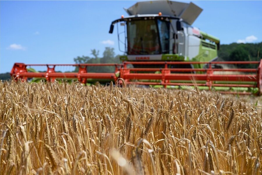 Getreideernte auf einem Gerstenfeld bei Grimma (Landkreis Leipzig) im Juli. Nach drei trockenen Jahren hat nun ein regenreicher Sommer für Einbußen bei der Getreideernte in Sachsen gesorgt. 