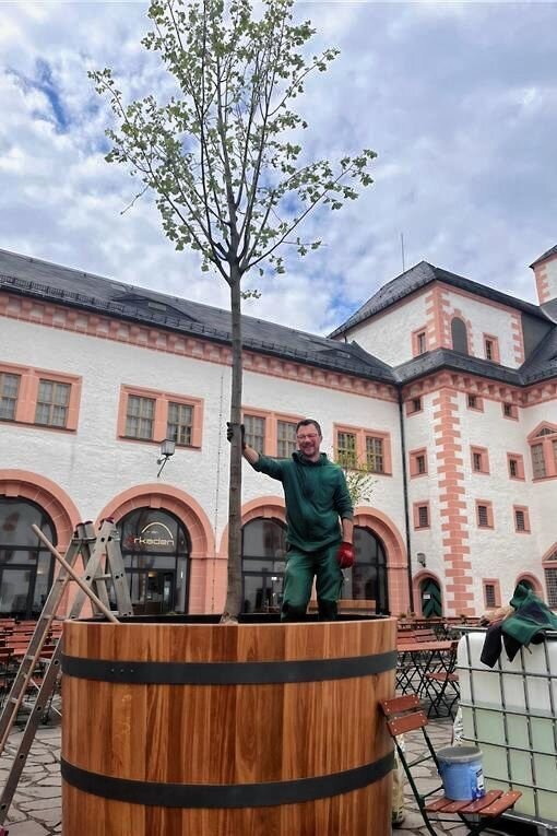 Schloss Augustusburg: Die Pflanzkübel sind wieder da - Umtopfen mit Leiter: Gerd Landgraf pflanzte die Lindenbäume die neuen Holzbottiche. 